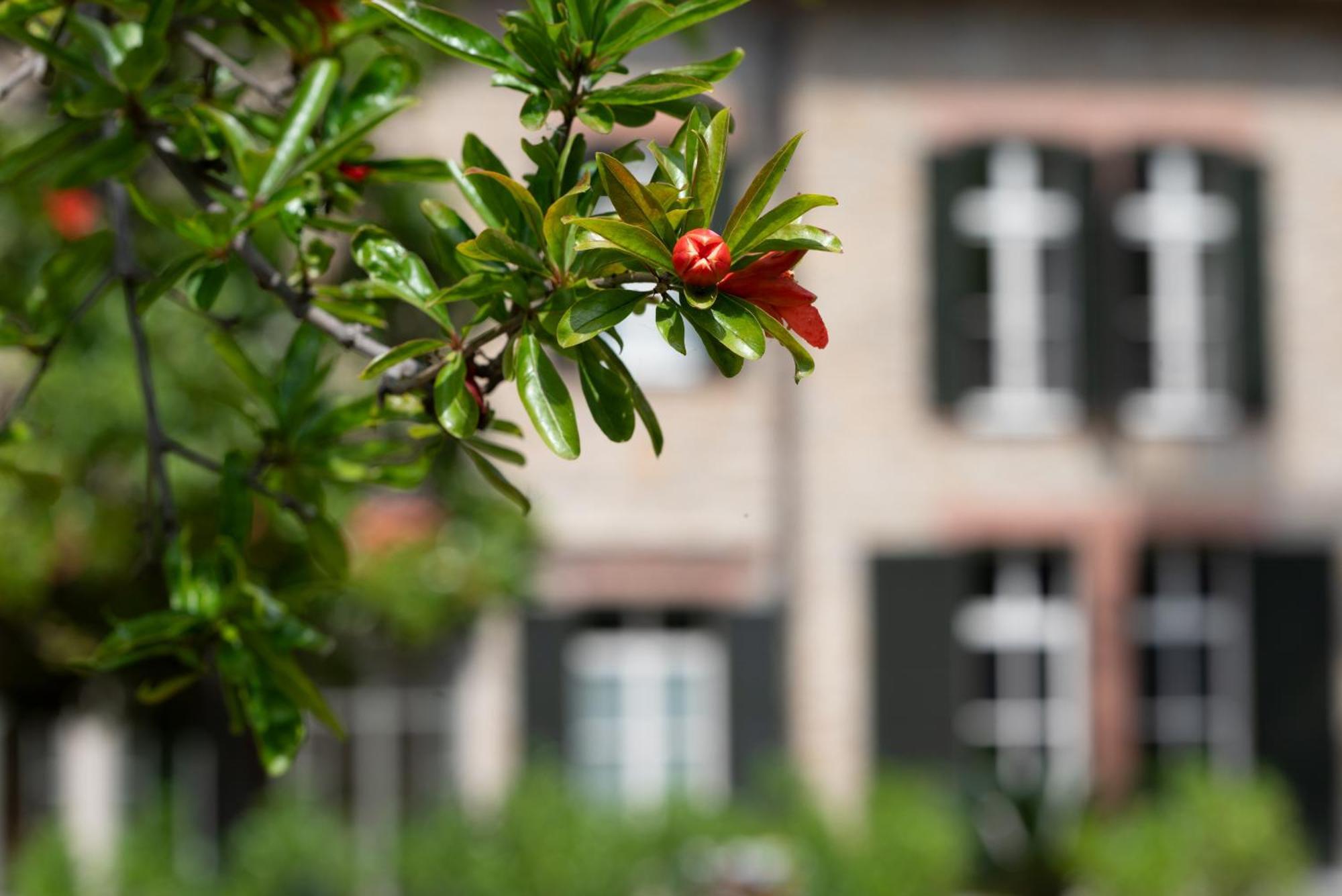 Villa Rappis Imperia Exterior foto